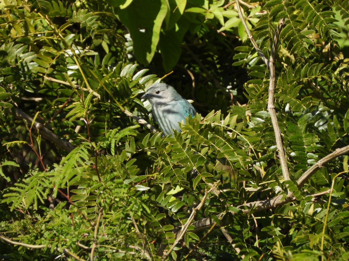 Sayaca Tanager - ML639039046