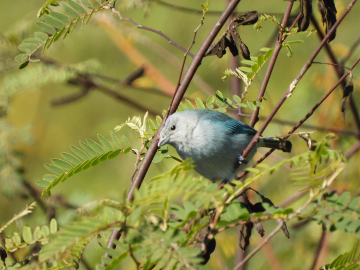 Sayaca Tanager - ML639039054