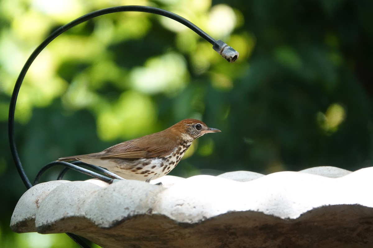 drozd rezavohlavý - ML639039105