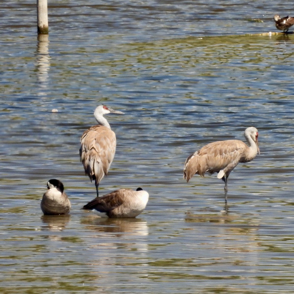 Sandhill Crane - ML639039153