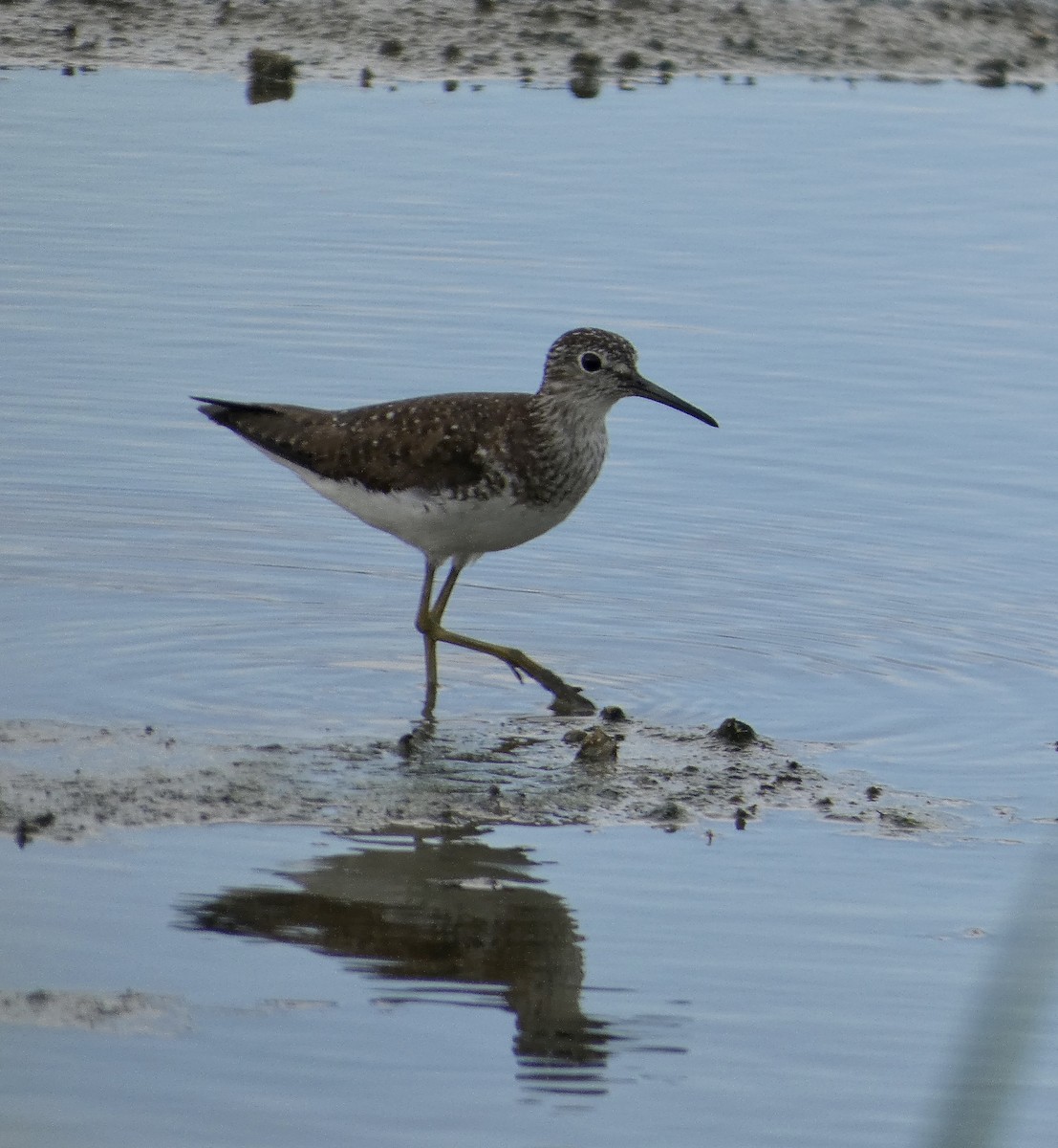 Solitary Sandpiper - ML639039161