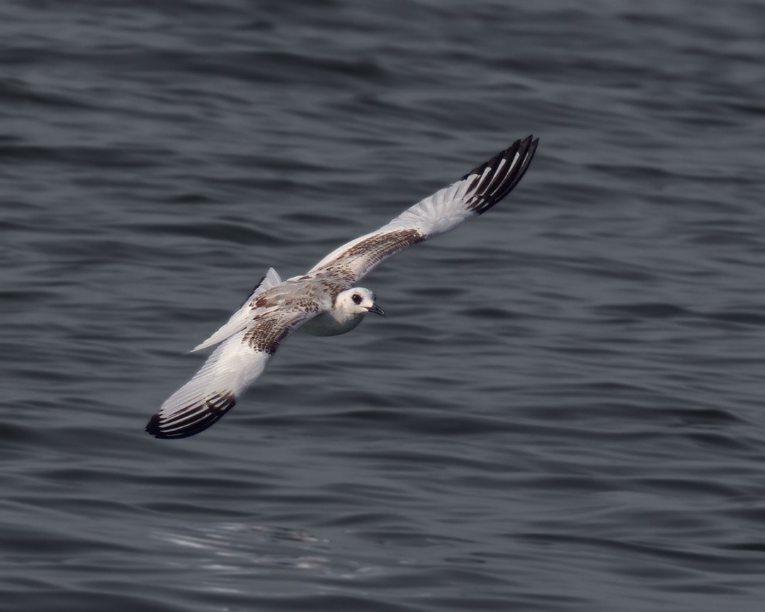 Swallow-tailed Gull - ML639039165