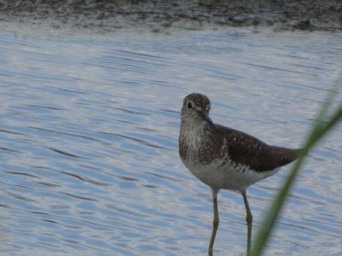 Solitary Sandpiper - ML639039167