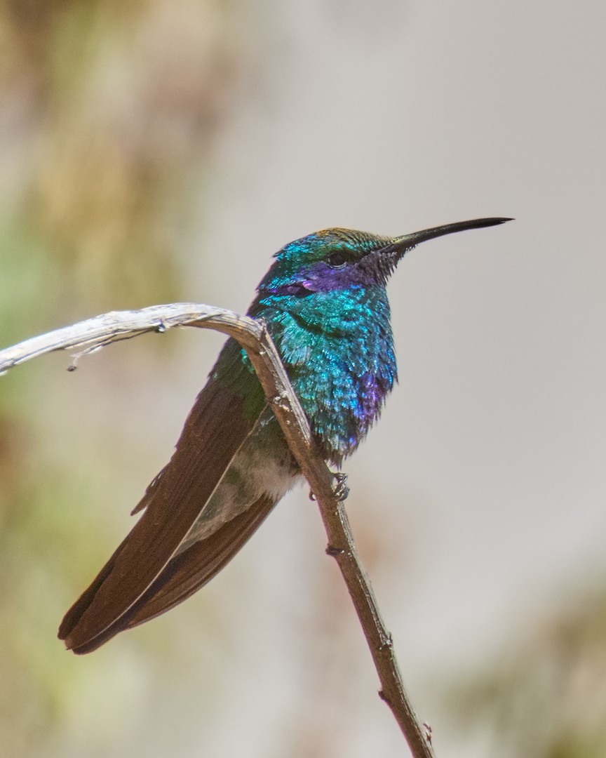 Sparkling Violetear - ML639039209