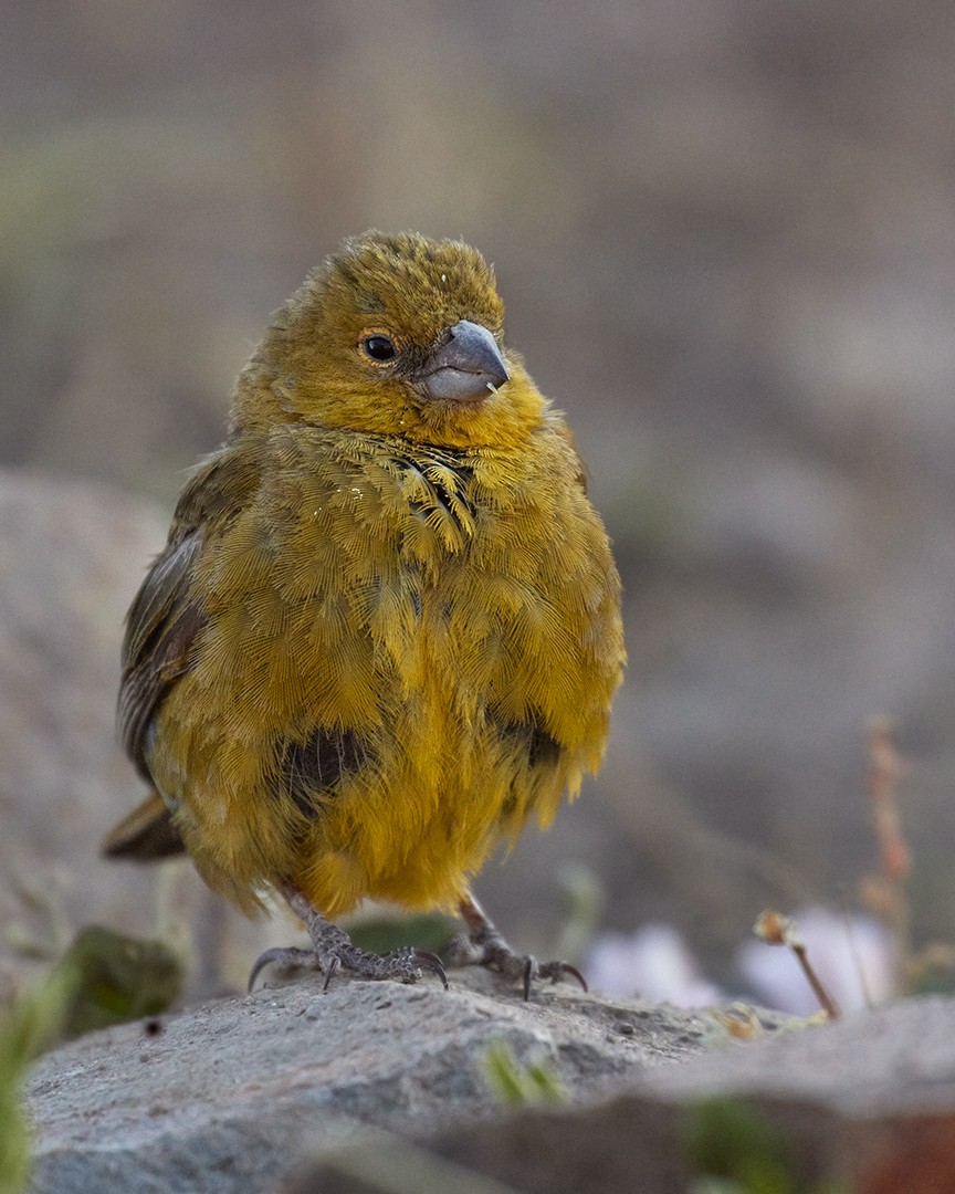 Greenish Yellow-Finch - ML639039226
