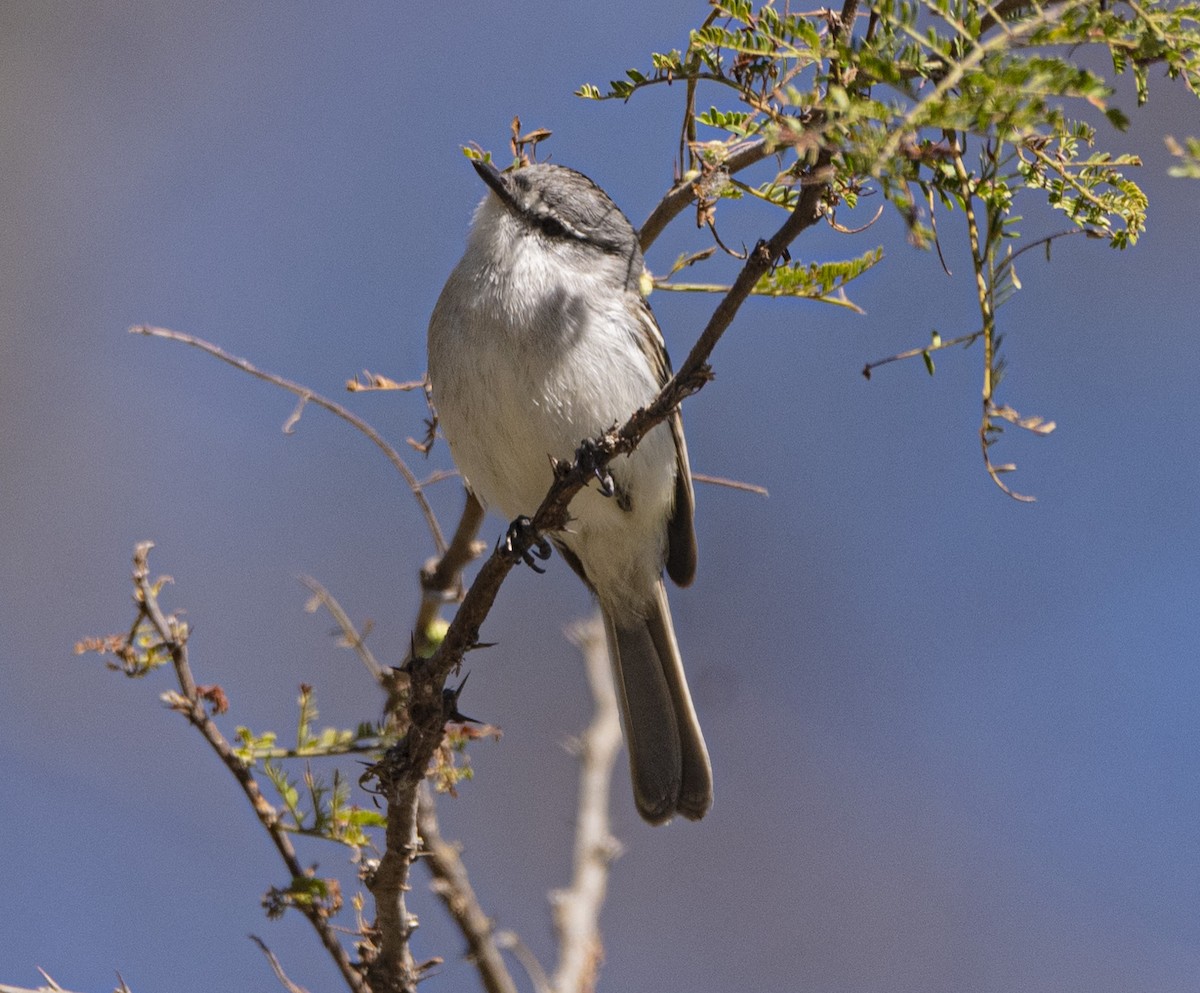 White-crested Tyrannulet - ML639039255
