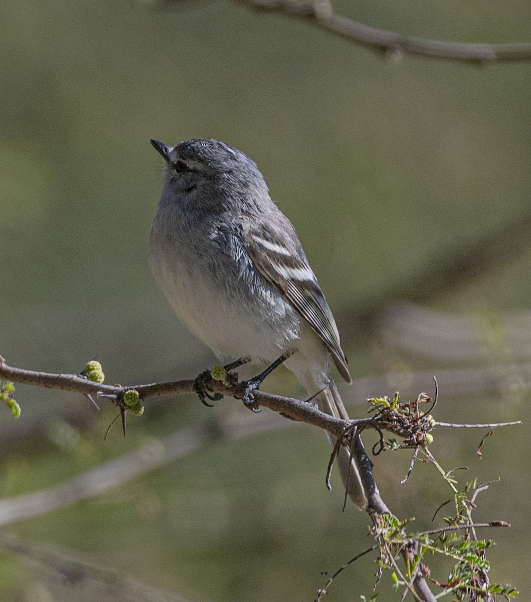 White-crested Tyrannulet - ML639039256