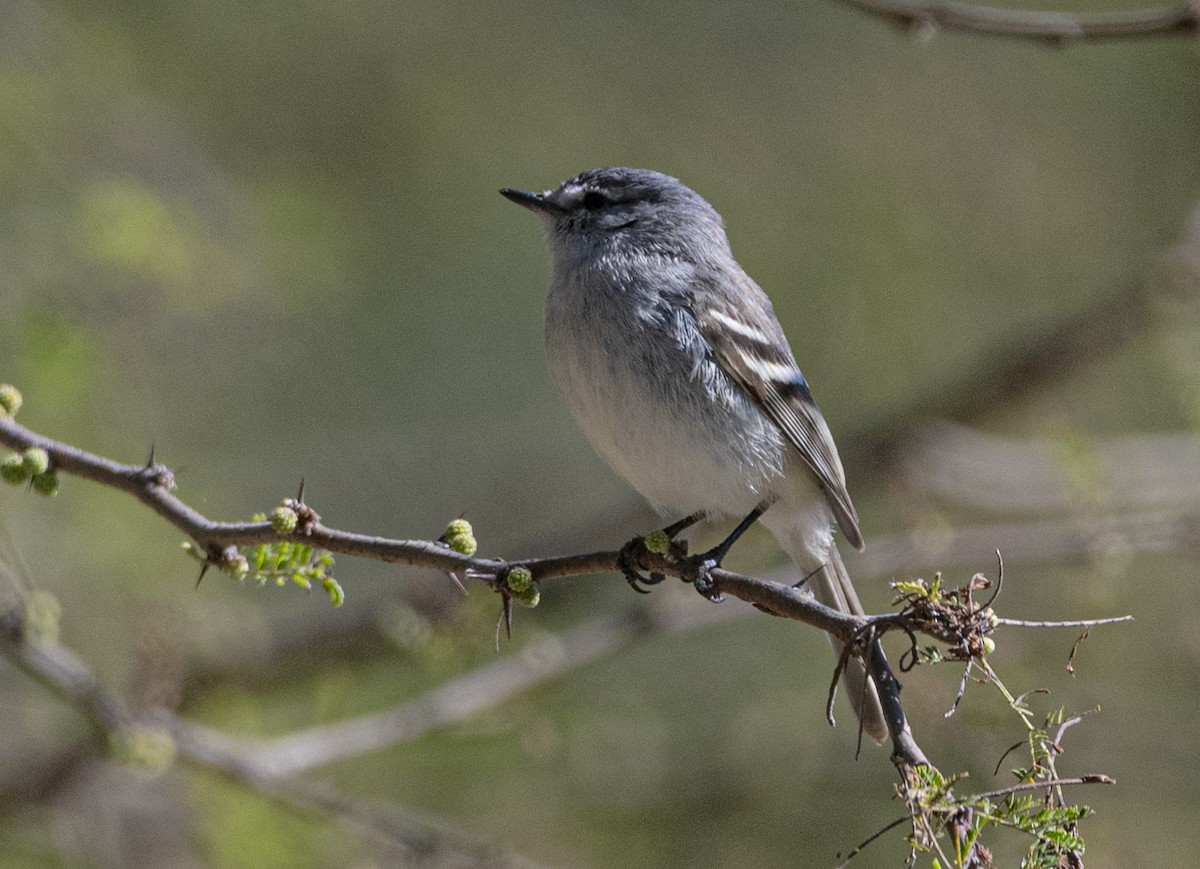 White-crested Tyrannulet - ML639039257