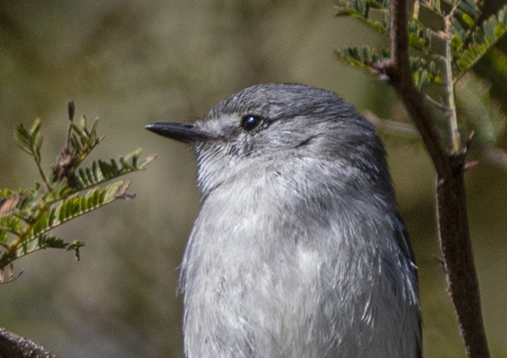 White-crested Tyrannulet - ML639039258