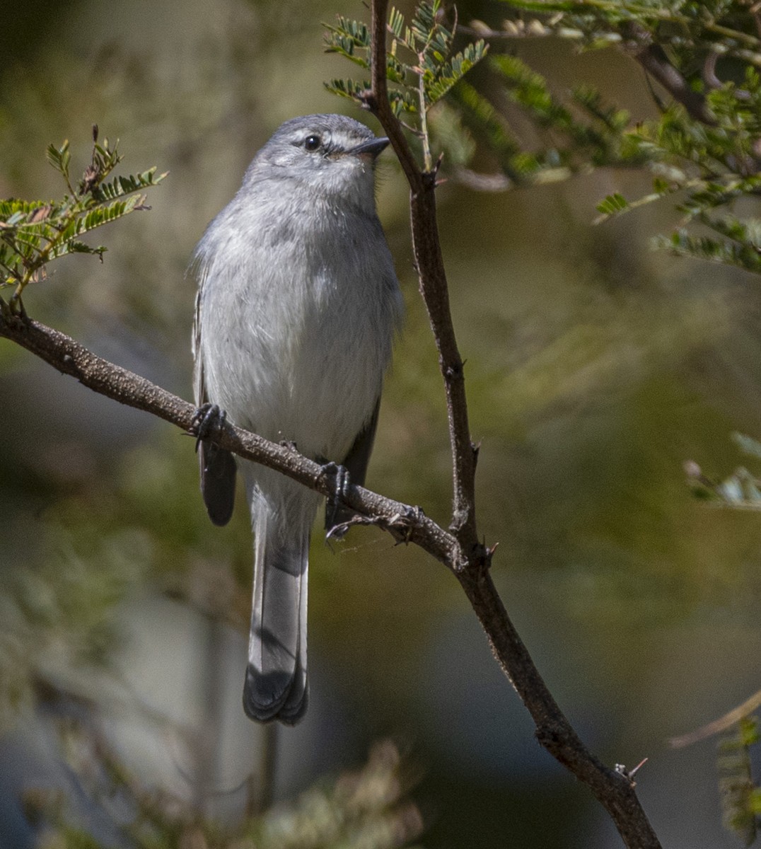 White-crested Tyrannulet - ML639039259