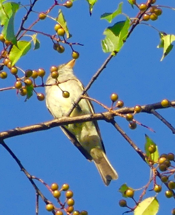 American Goldfinch - ML639039285