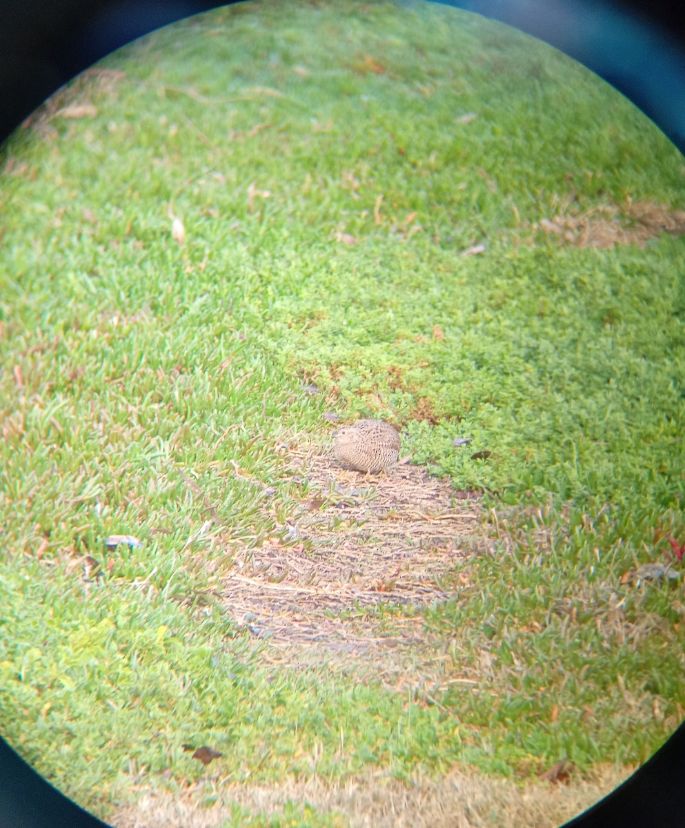 Brown Quail - ML639039297