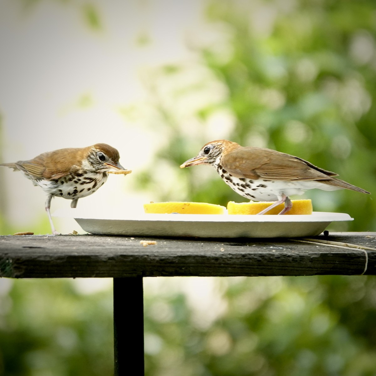 drozd rezavohlavý - ML639039323