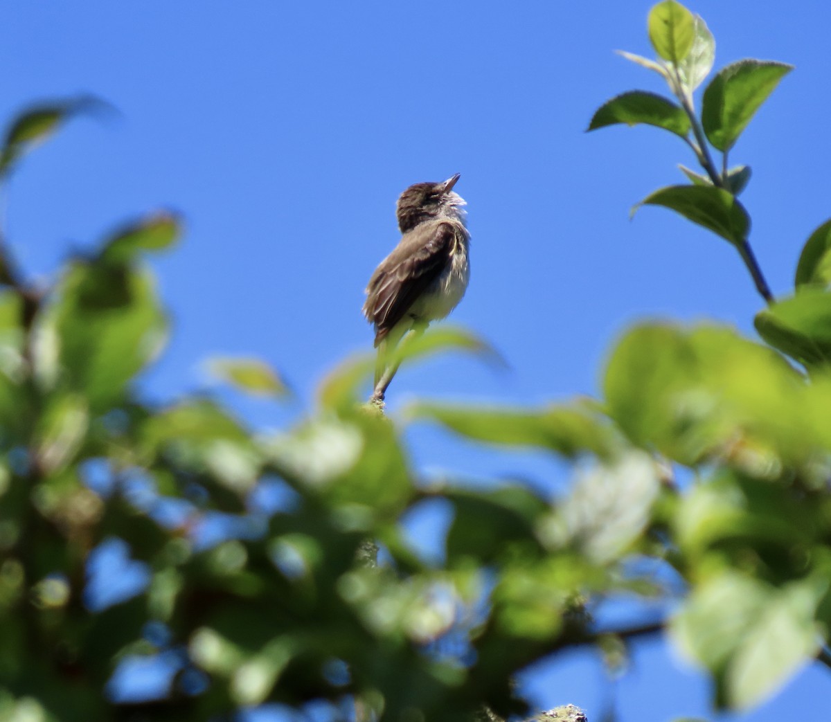 Willow Flycatcher - ML639039414