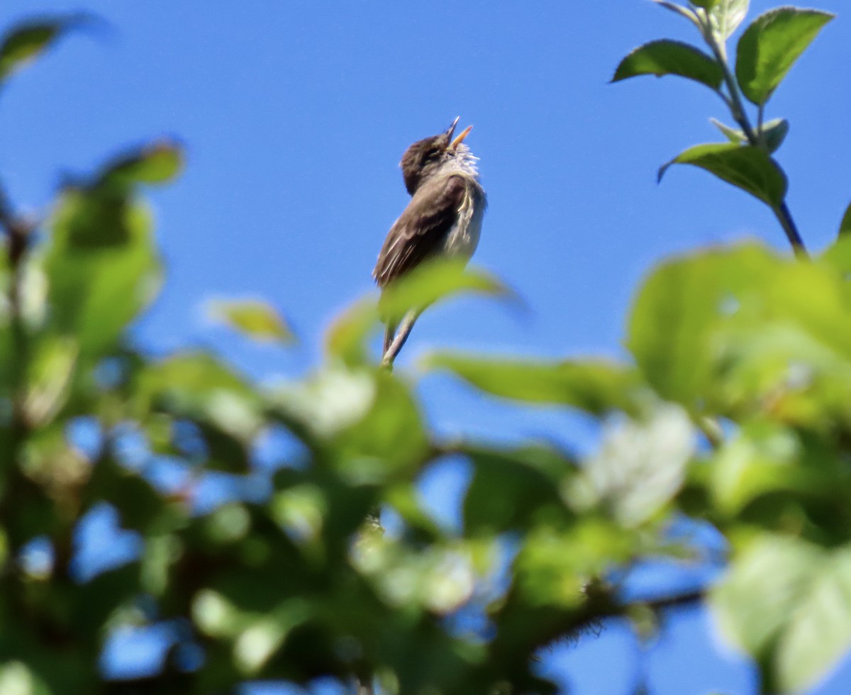 Willow Flycatcher - ML639039415