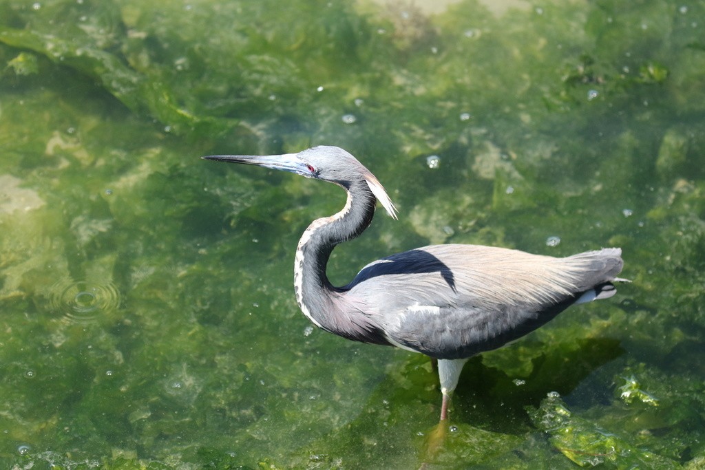 Tricolored Heron - ML639039431