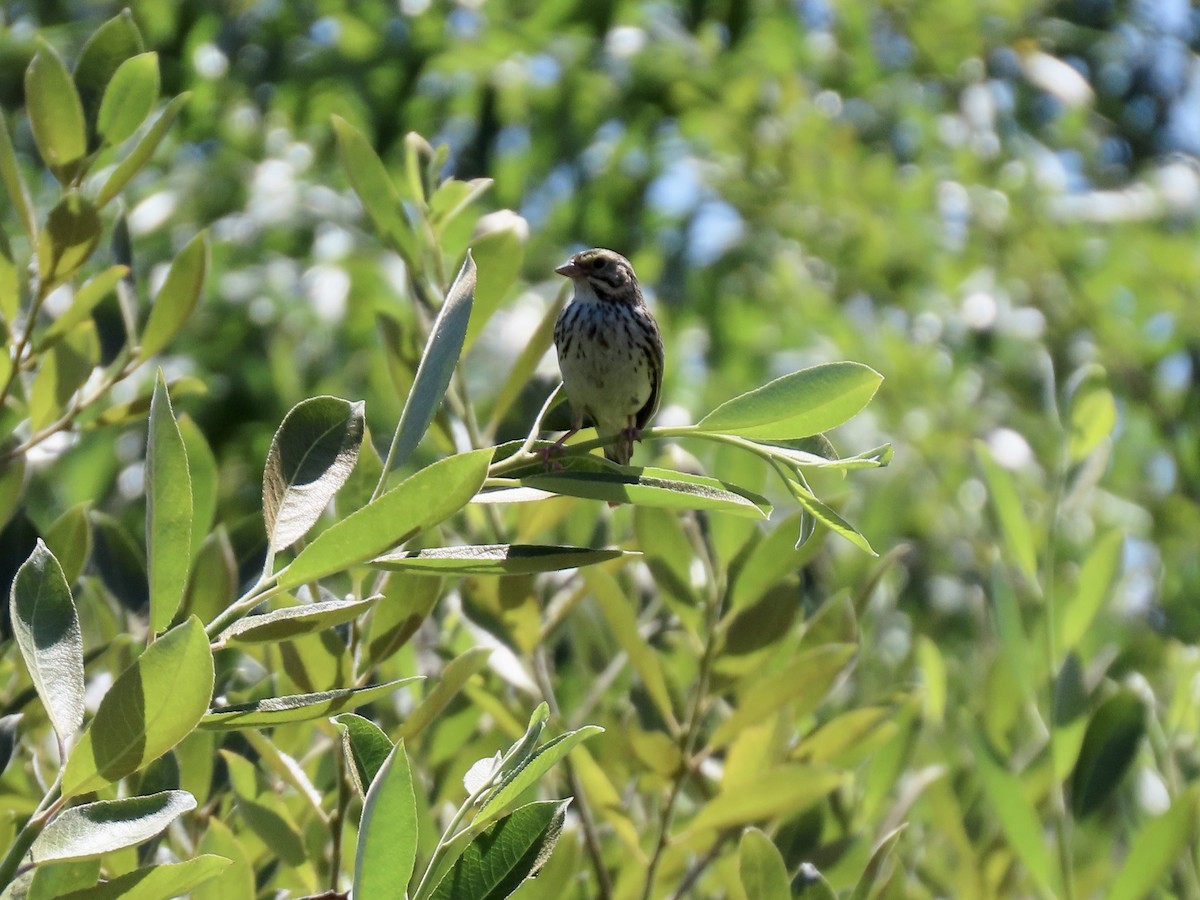 Savannah Sparrow - ML639039442