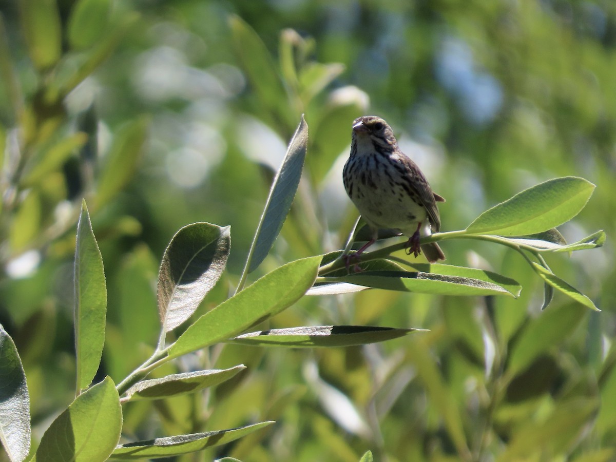 Savannah Sparrow - ML639039443