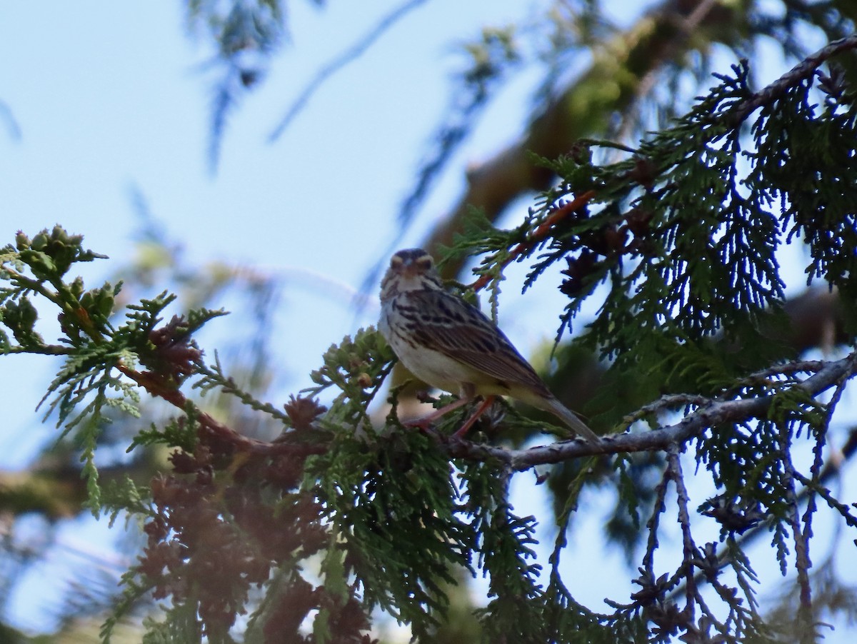 Savannah Sparrow - ML639039444