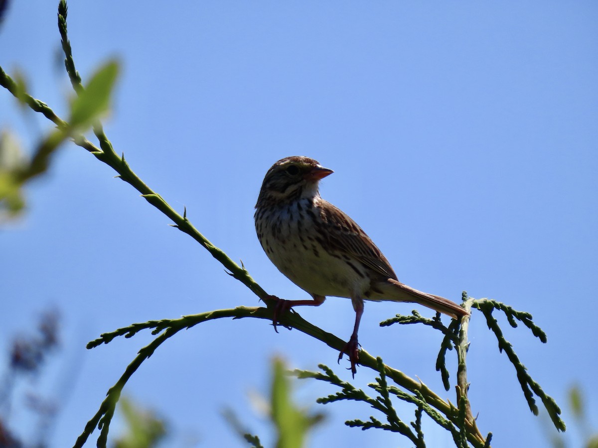 Savannah Sparrow - ML639039445