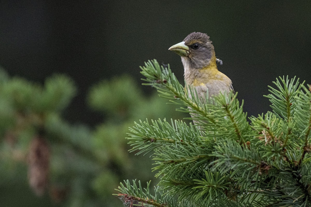 Evening Grosbeak - ML639039460