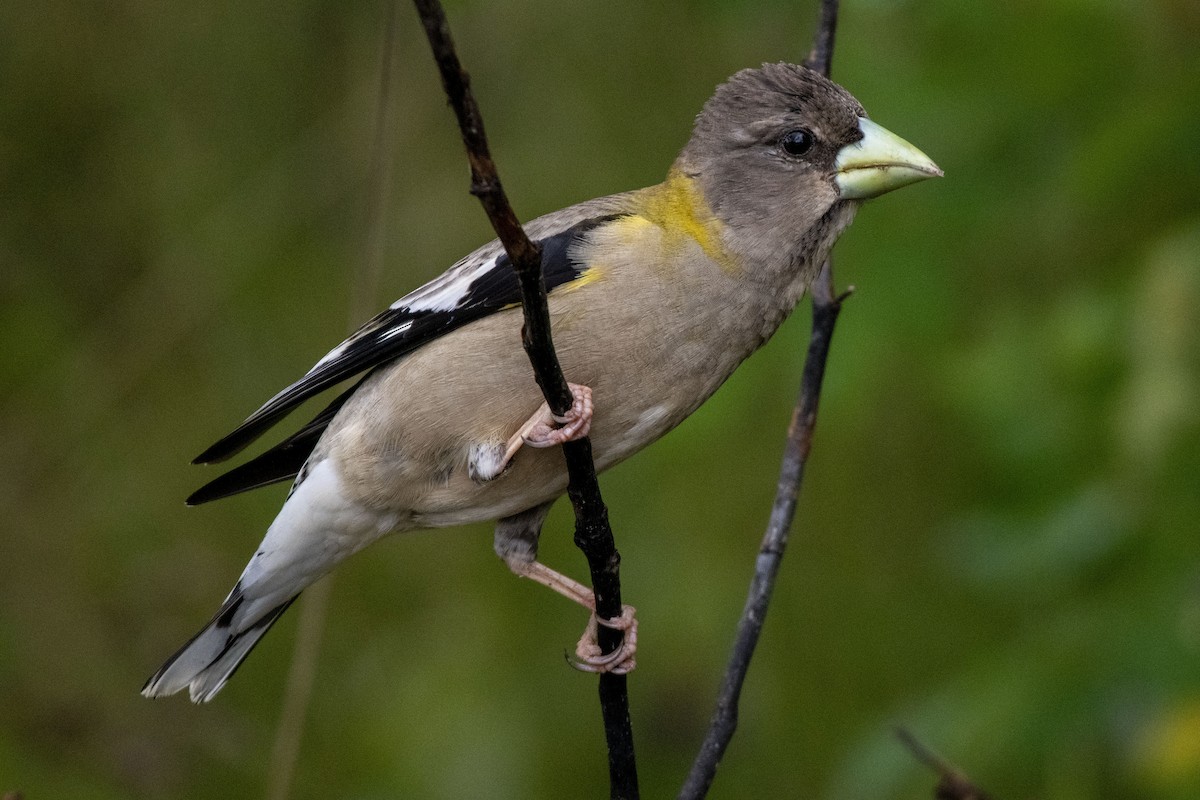 Evening Grosbeak - ML639039461