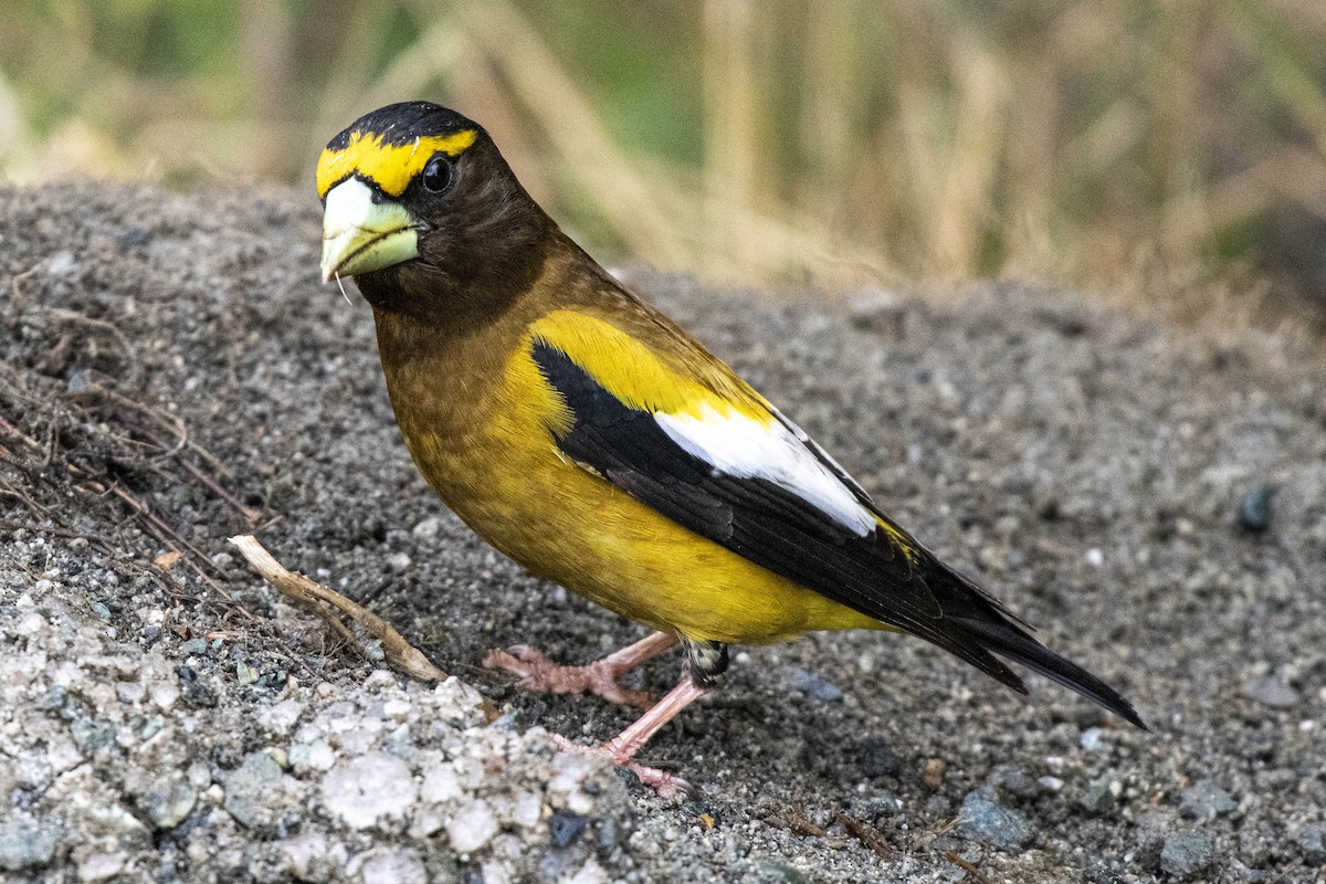 Evening Grosbeak - ML639039462