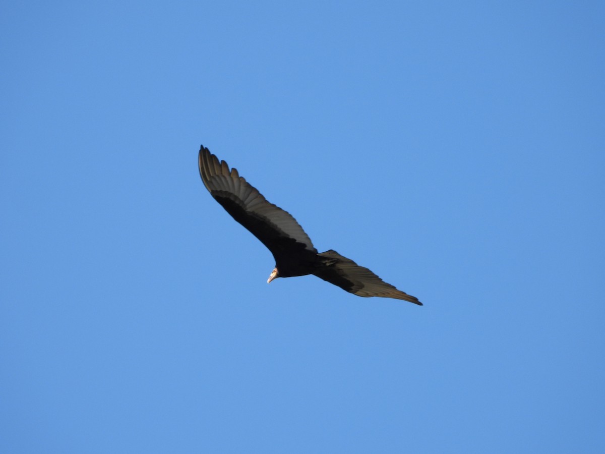 Lesser Yellow-headed Vulture - ML639039491