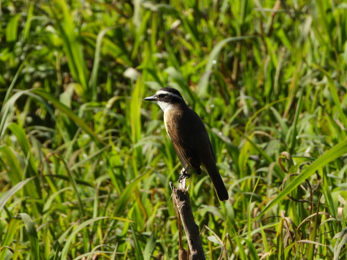Great Kiskadee - ML639039523
