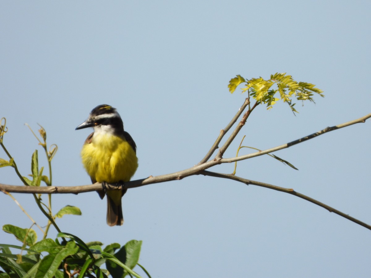 Great Kiskadee - ML639039524