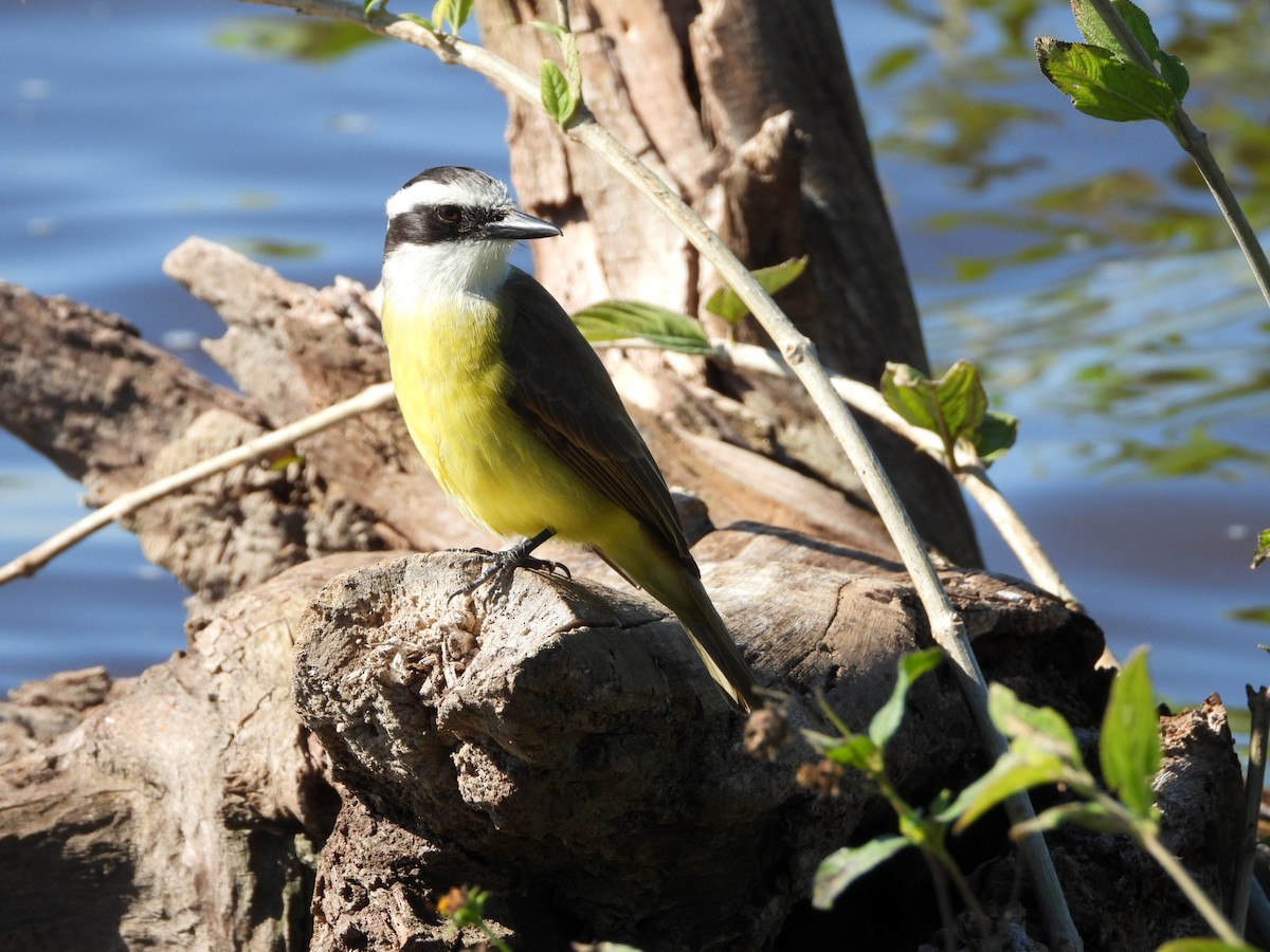 Great Kiskadee - ML639039529