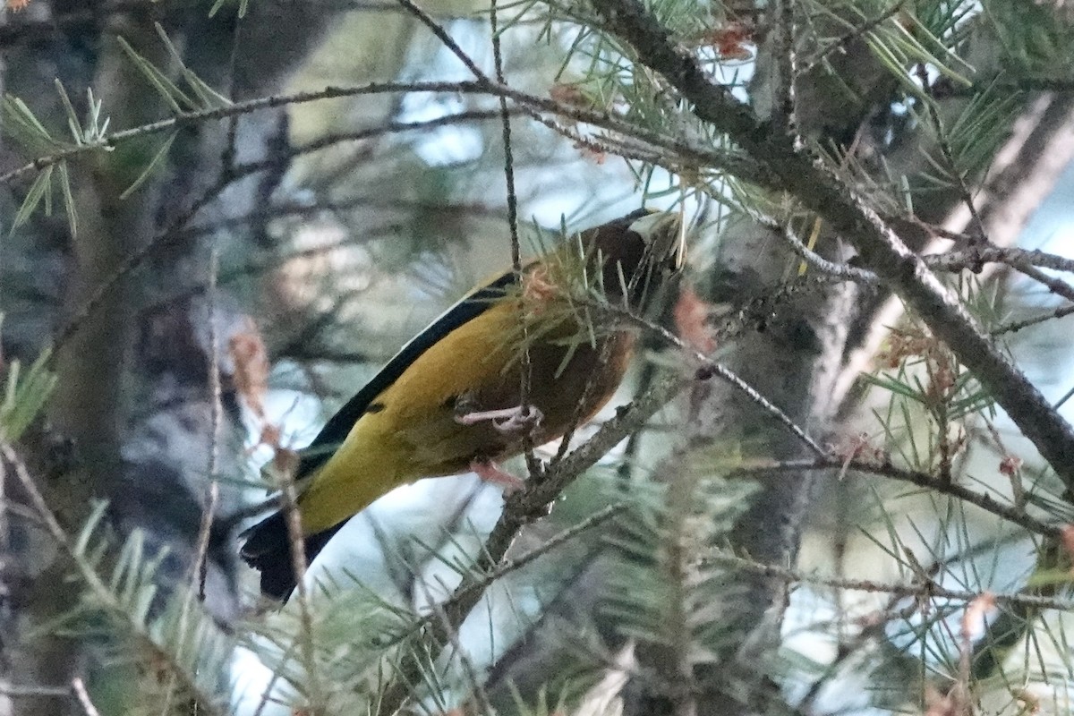 Evening Grosbeak - ML639039574