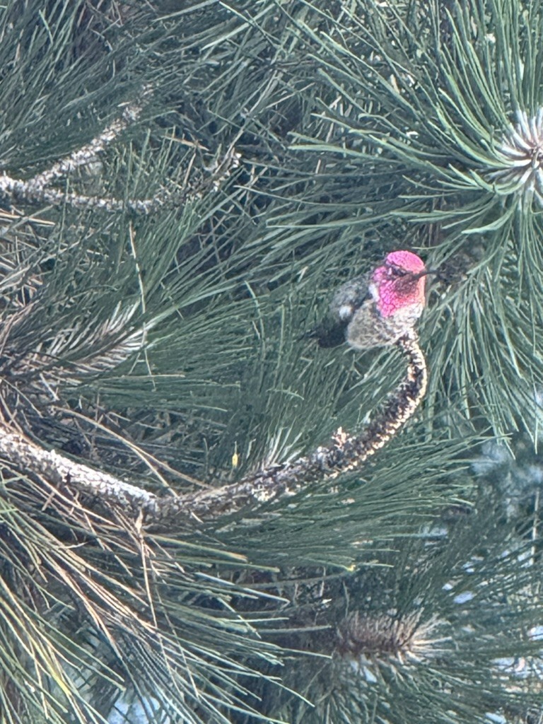 Anna's Hummingbird - ML639039678