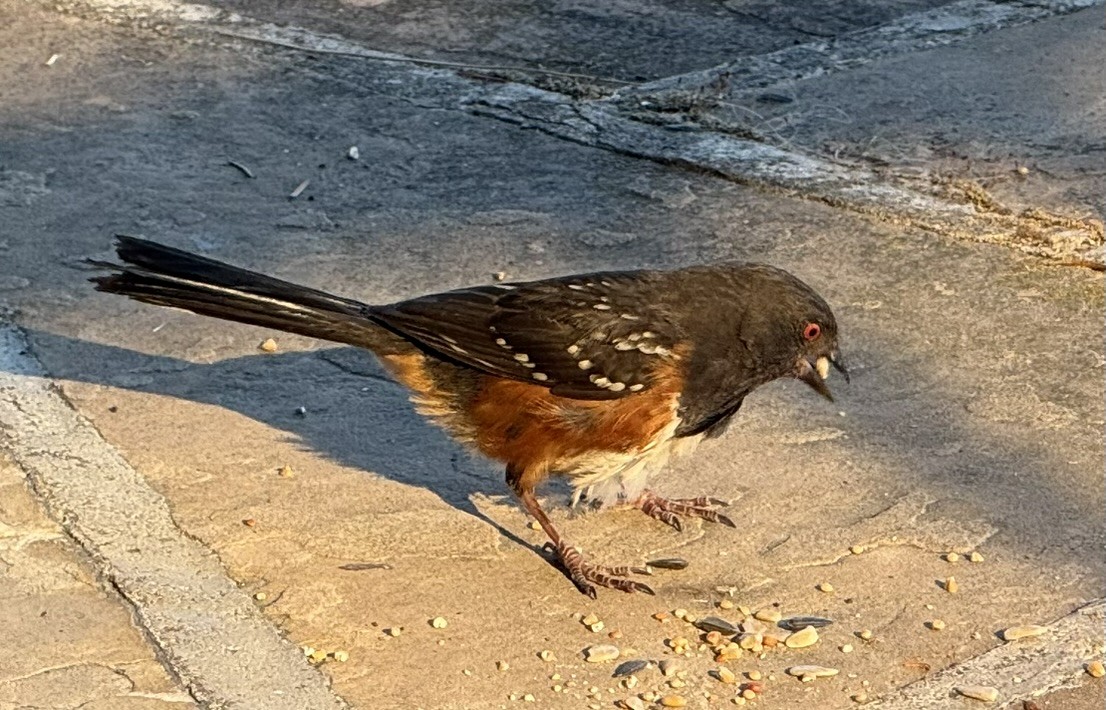 Spotted Towhee - ML639039716