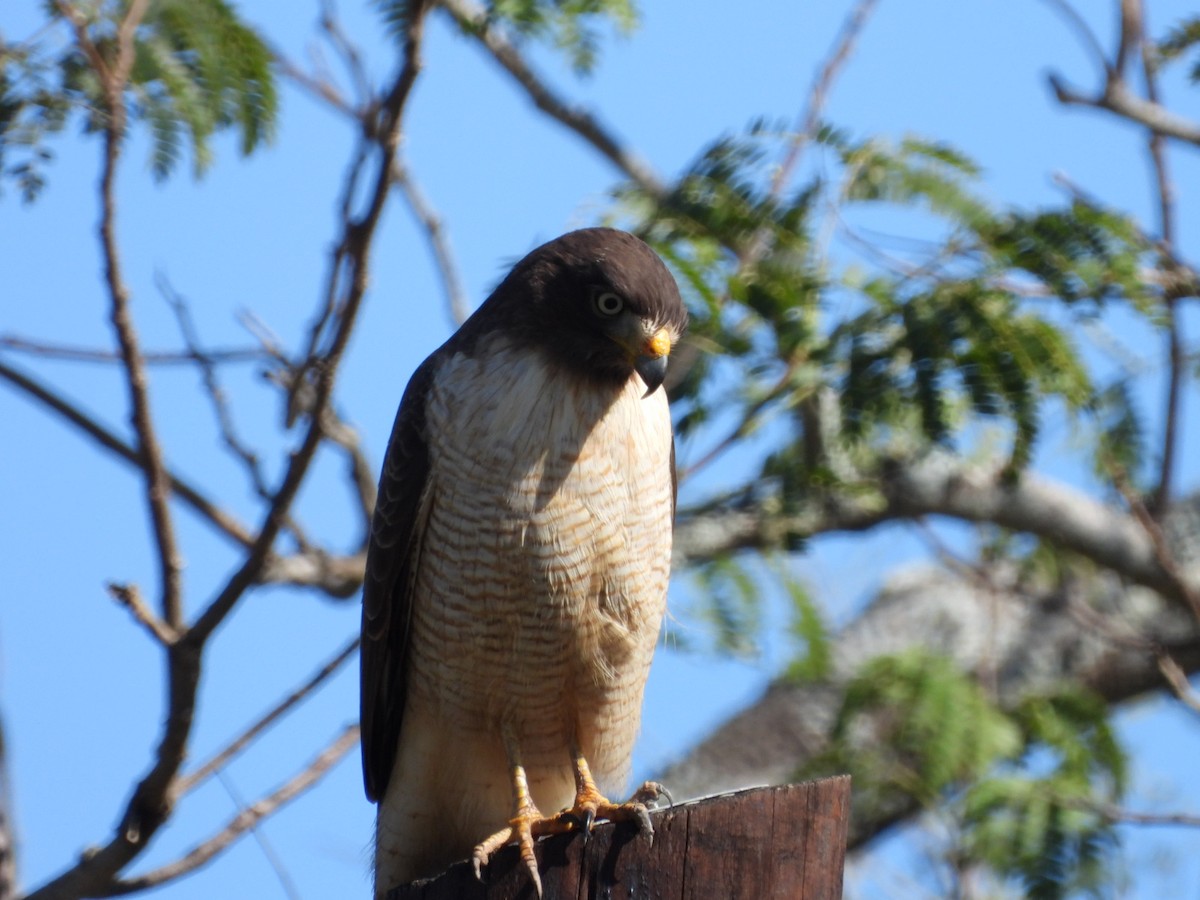 Roadside Hawk - ML639039773