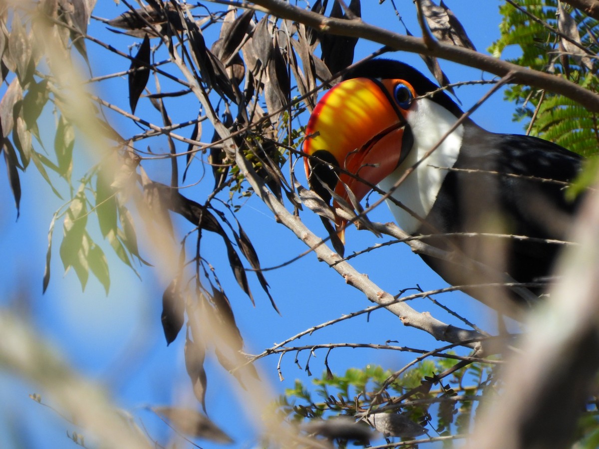 Toco Toucan - ML639039782