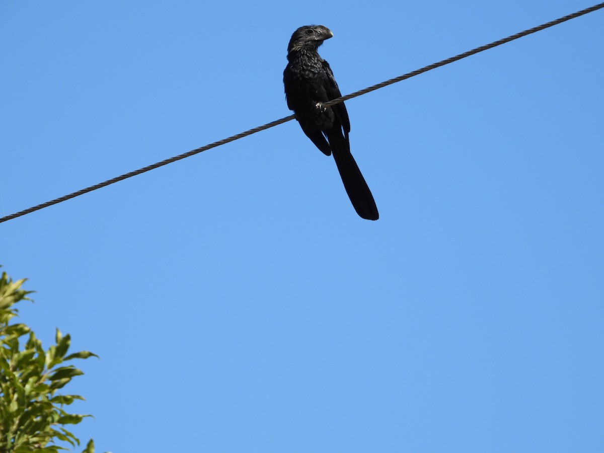 Smooth-billed Ani - ML639039806