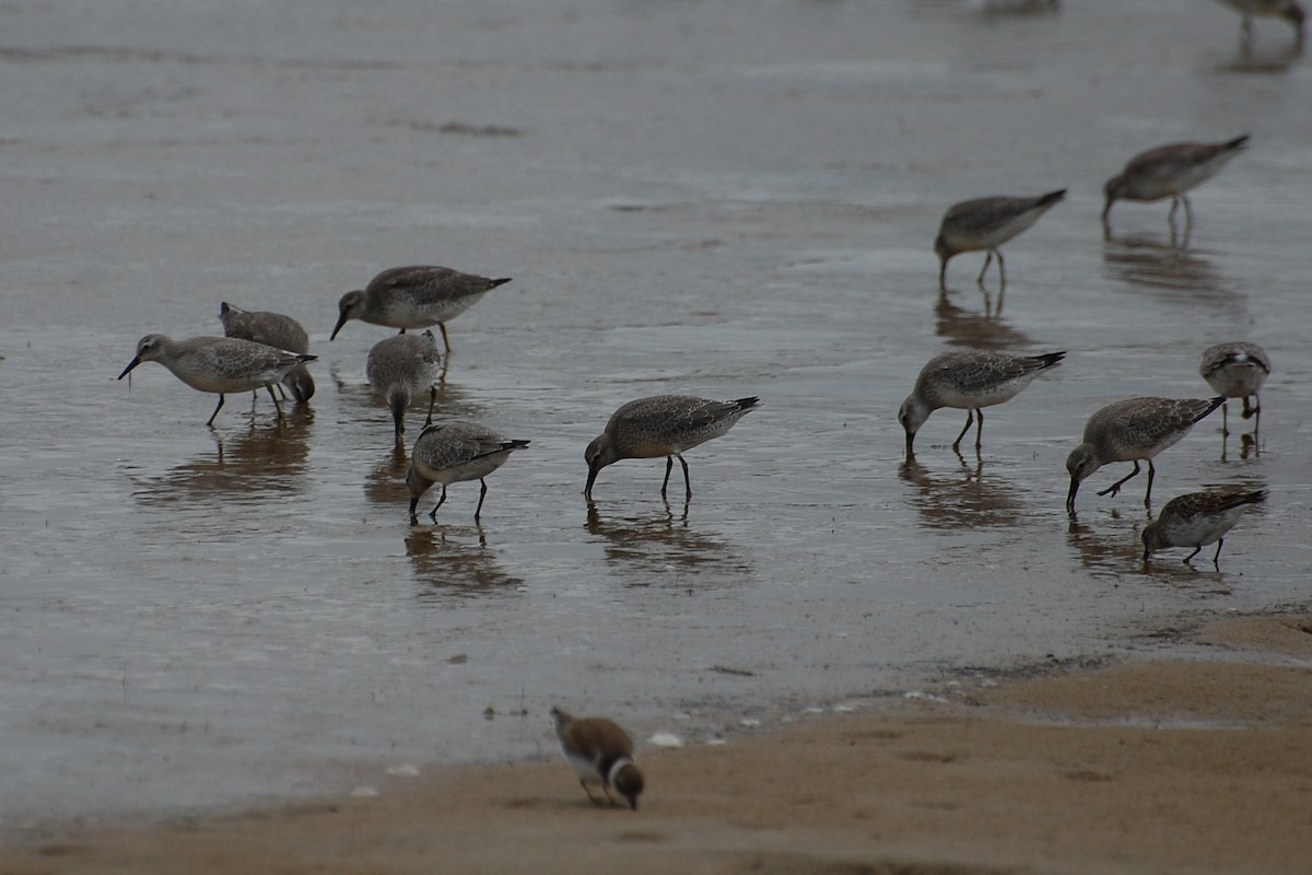 Red Knot - ML639039809