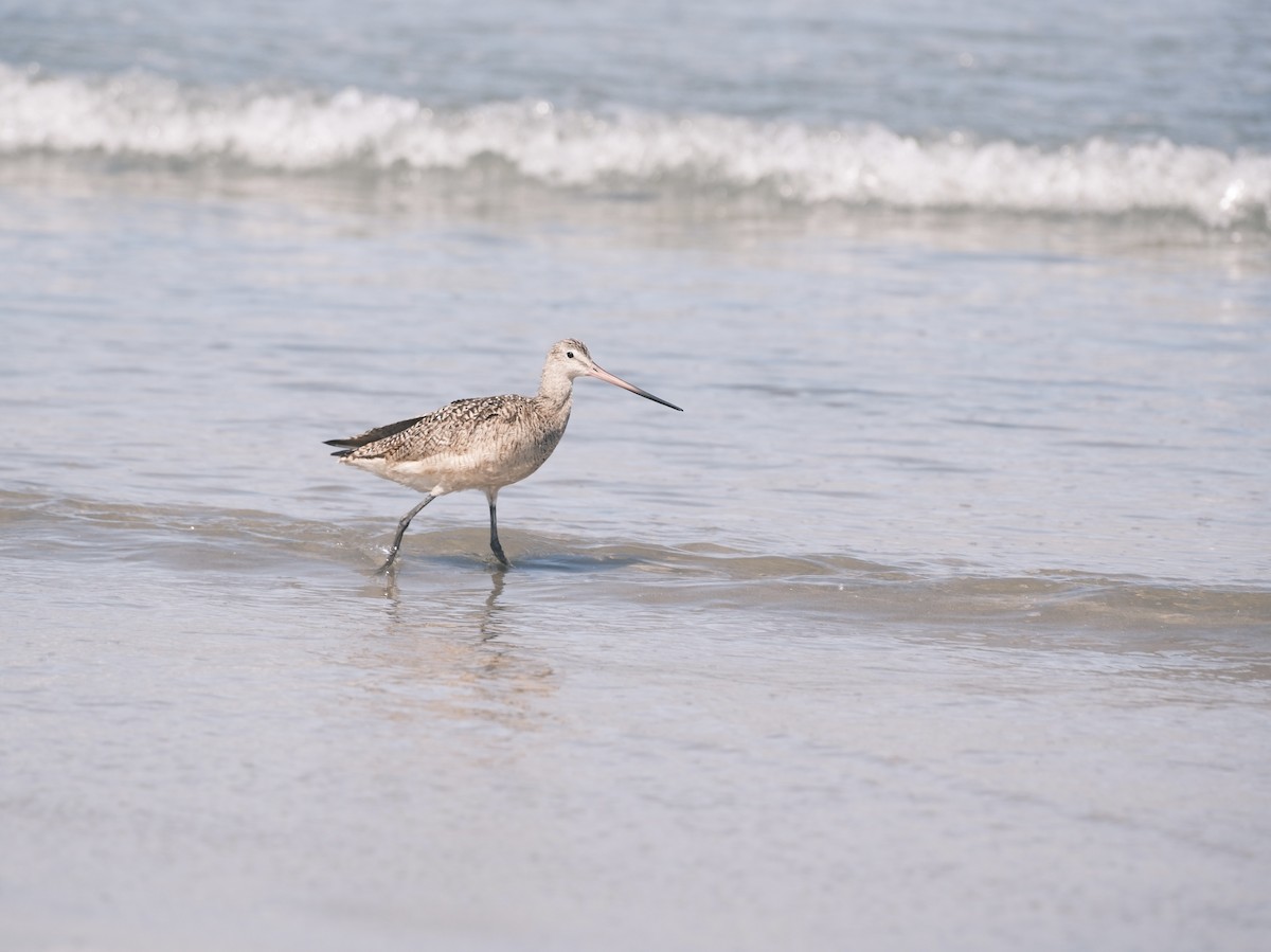 Marbled Godwit - ML639039817