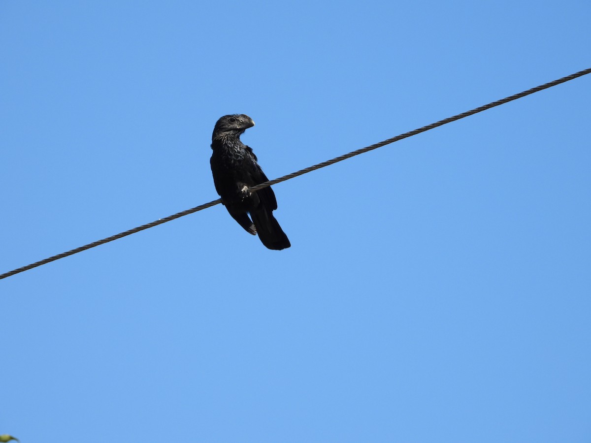 Smooth-billed Ani - ML639039824