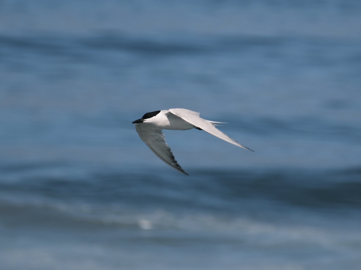 Gull-billed Tern - ML639039827