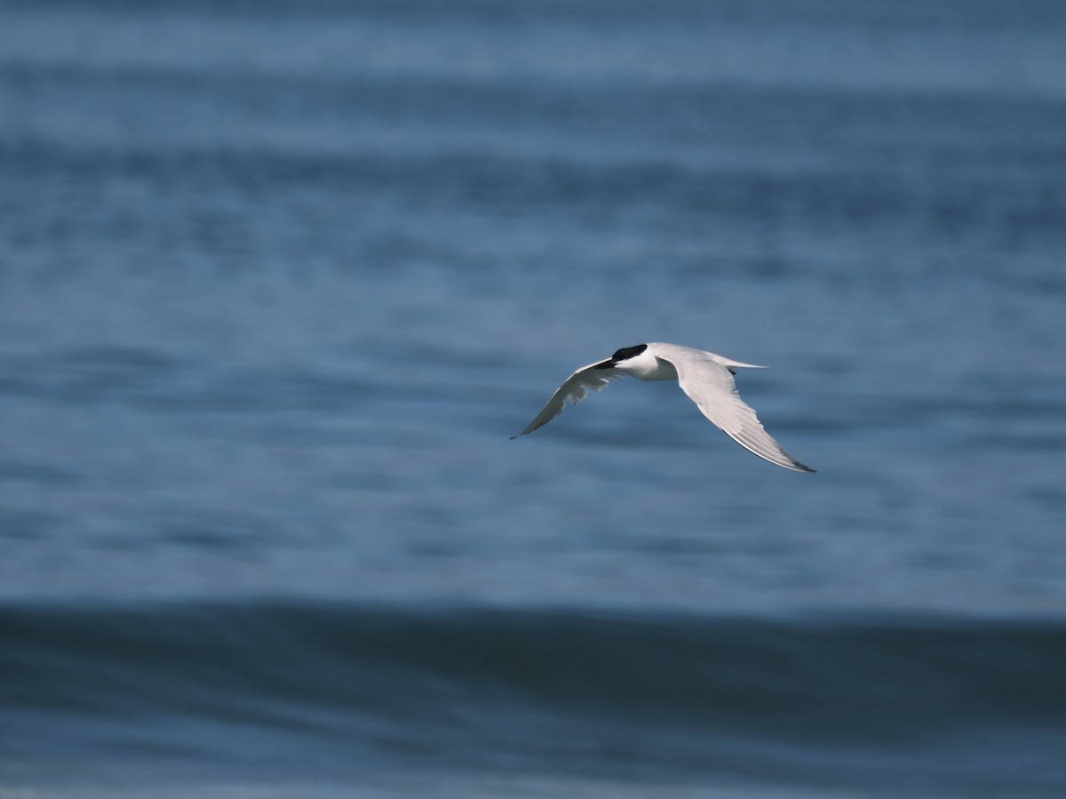 Gull-billed Tern - ML639039828