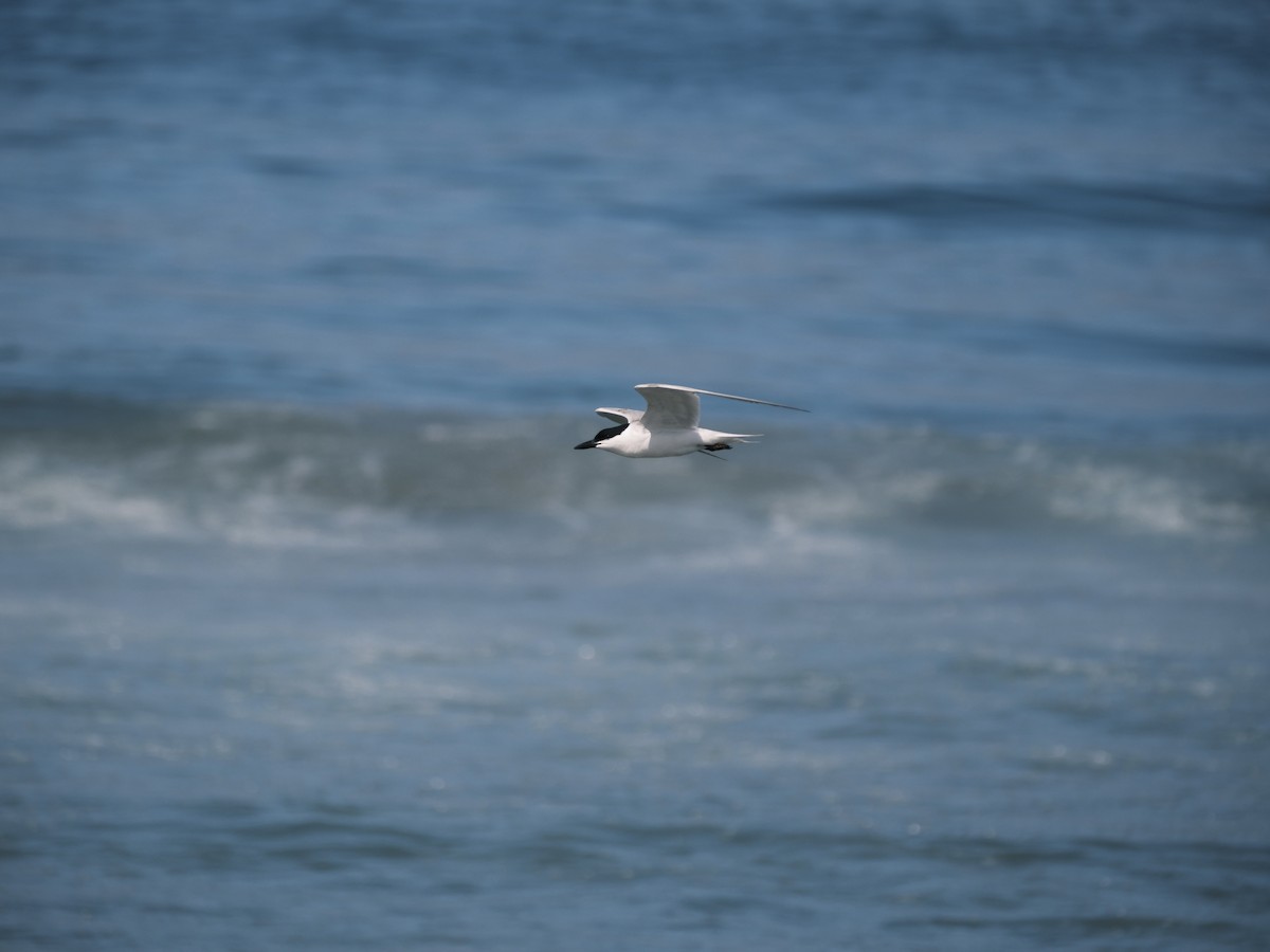 Gull-billed Tern - ML639039829