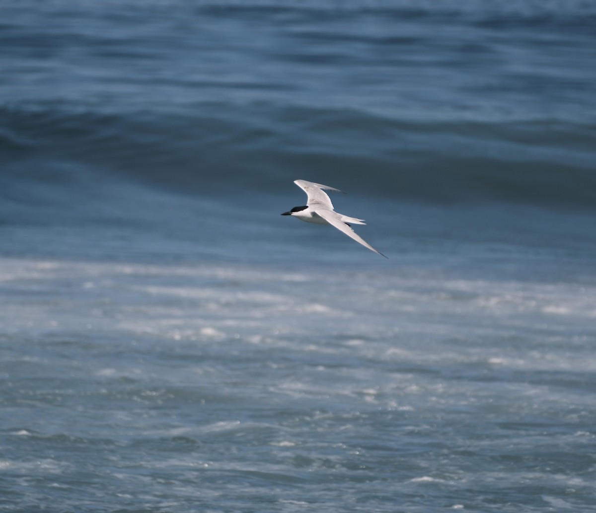 Gull-billed Tern - ML639039831