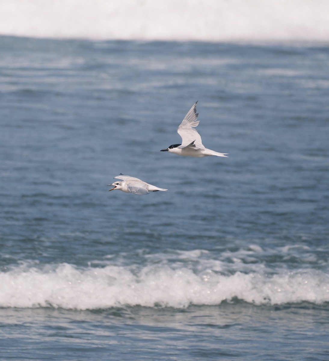 Gull-billed Tern - ML639039832
