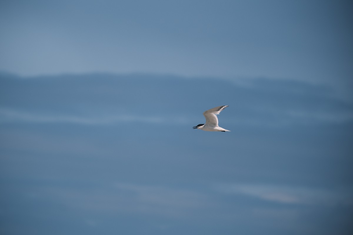 Gull-billed Tern - ML639039833