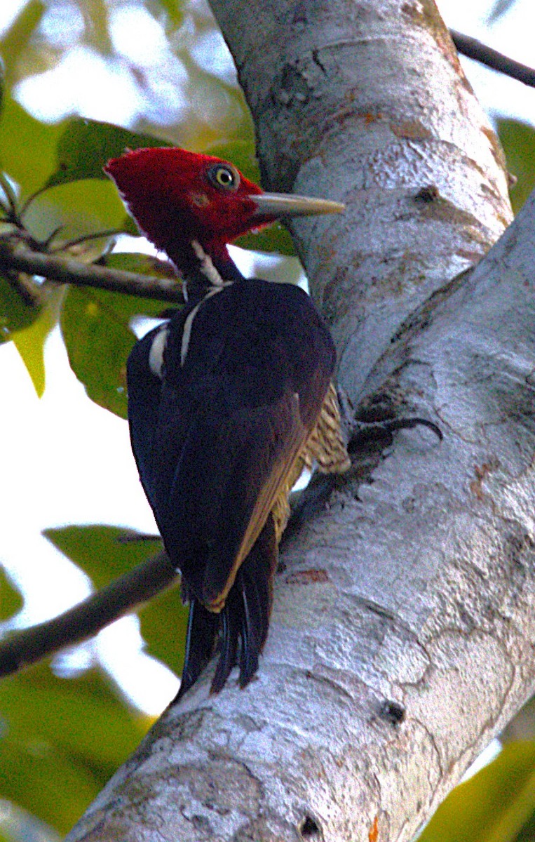 Pale-billed Woodpecker - ML639039851