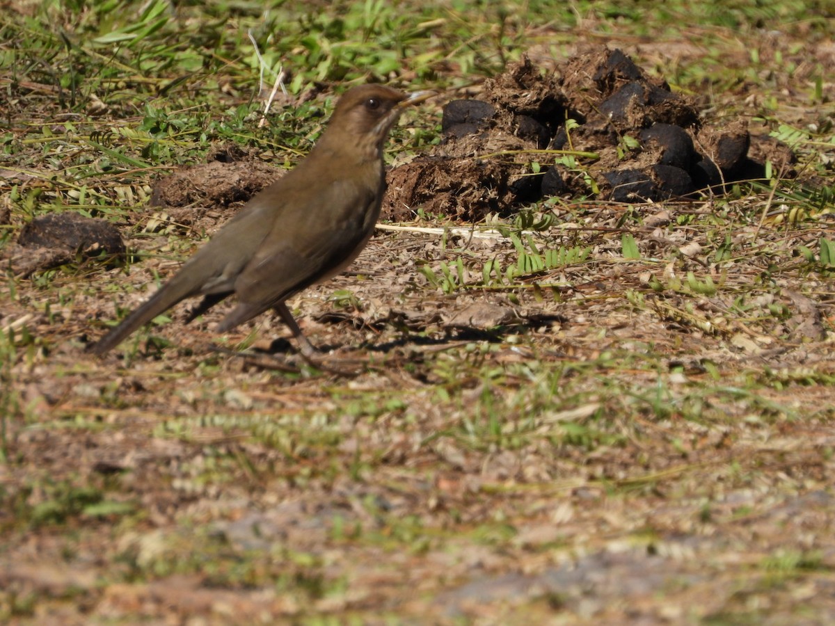 Creamy-bellied Thrush - ML639039867