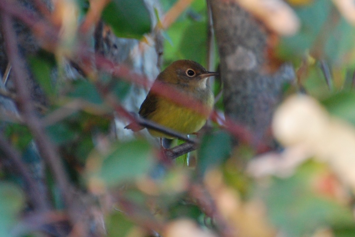 Connecticut Warbler - ML639039893