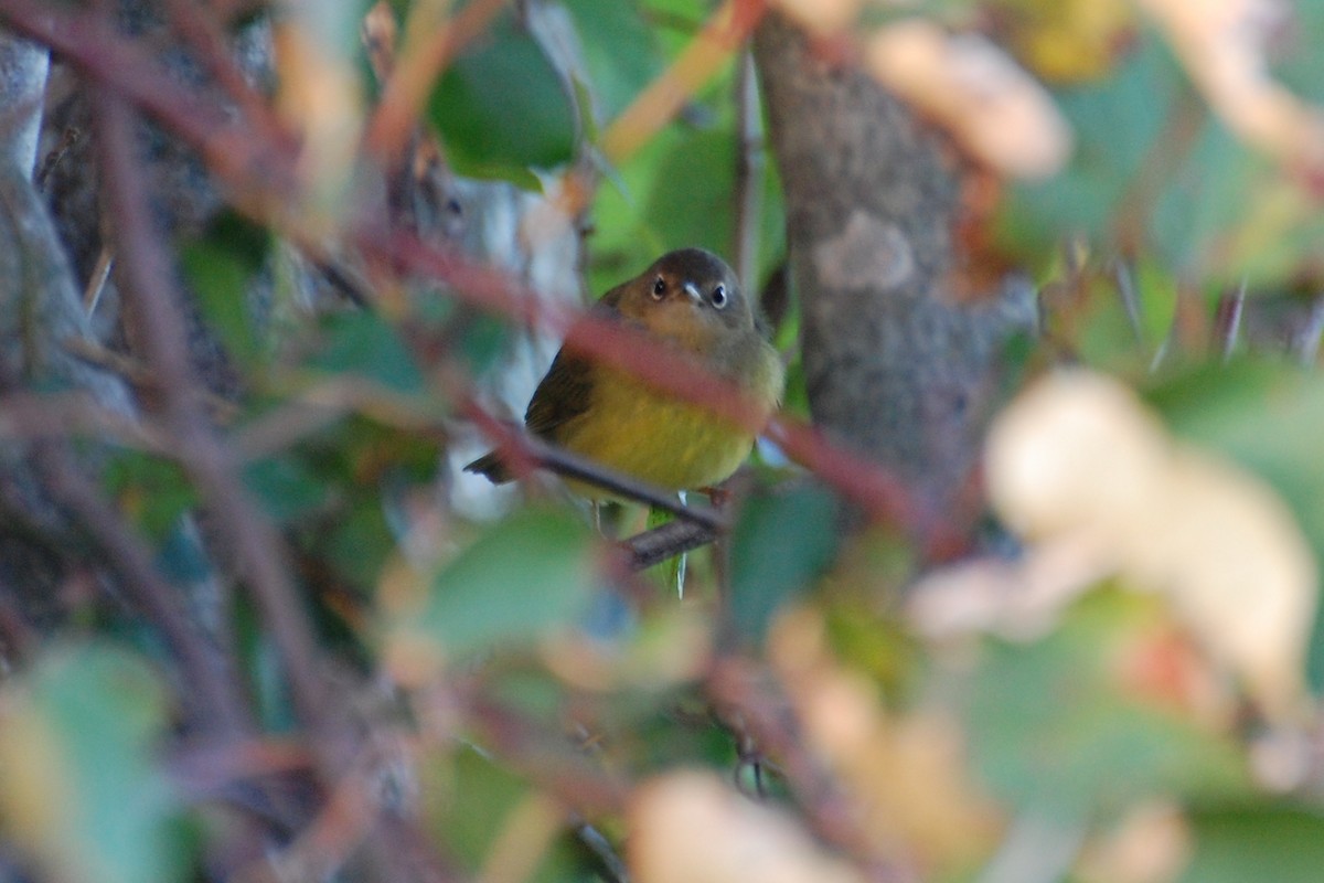 Connecticut Warbler - ML639039894